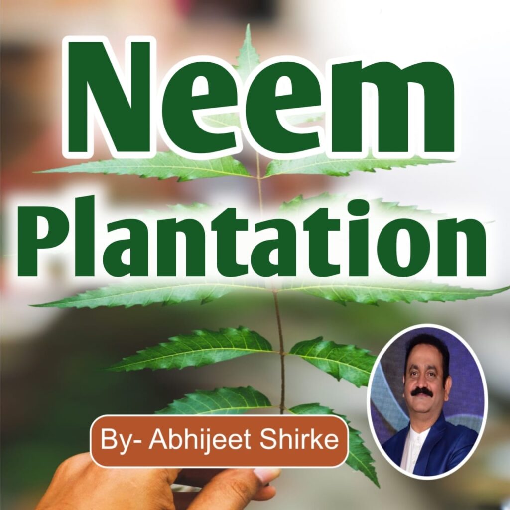 Neem Plantation