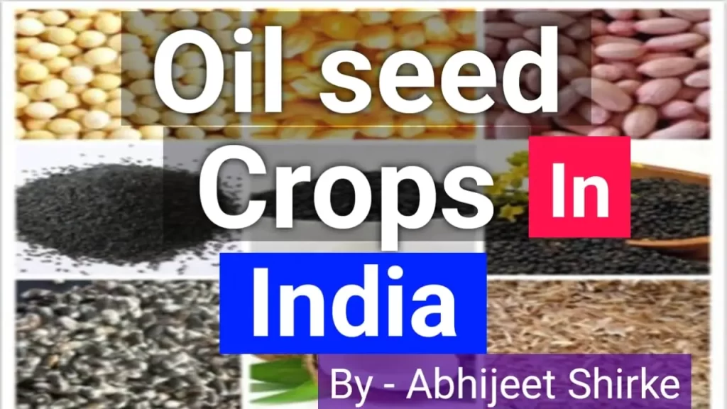 Oil Seed Crops in India