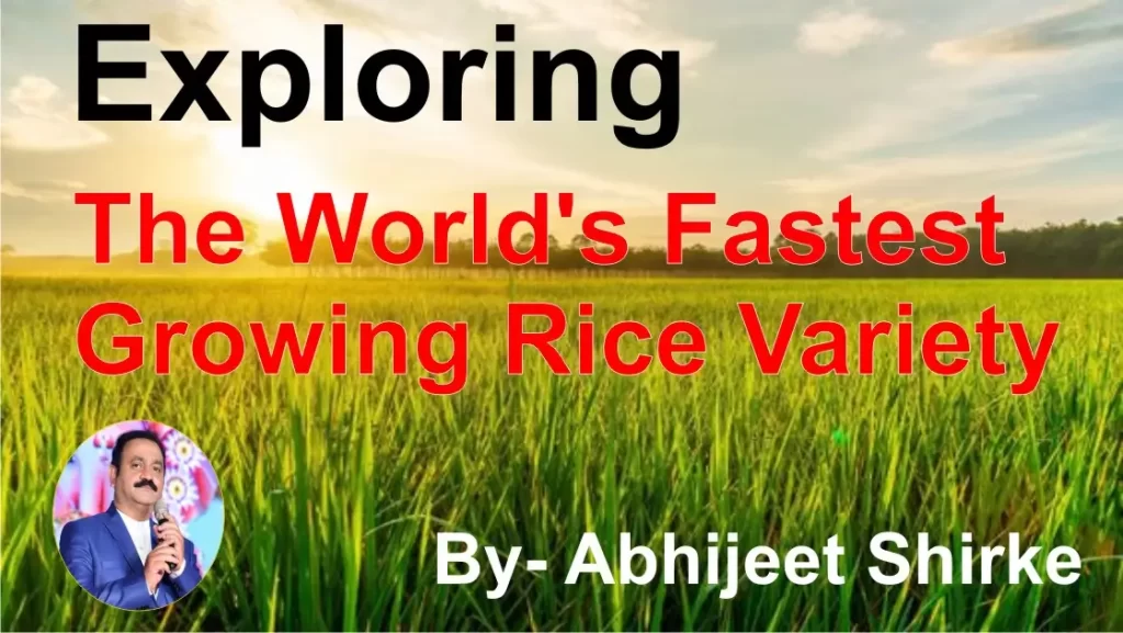 fastest growing rice variety