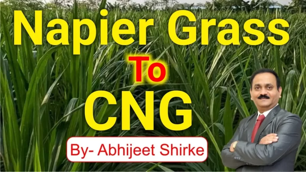 Napier Grass to CNG