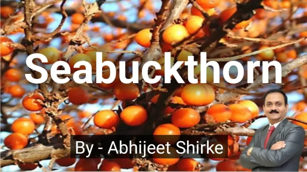 Seabuckthorn