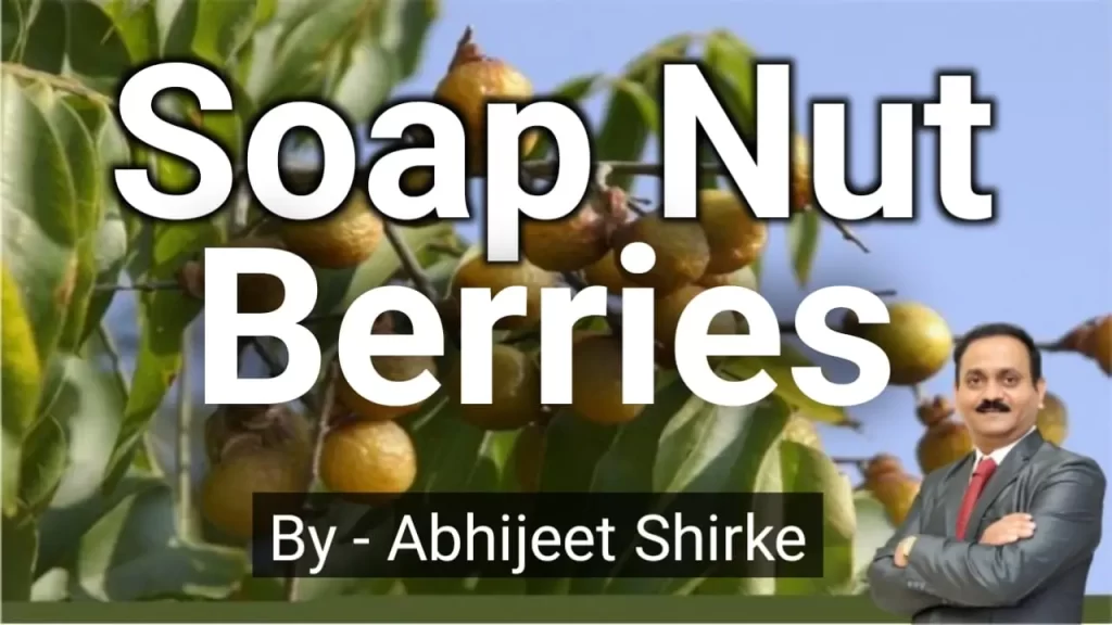 Soap Nut Berries