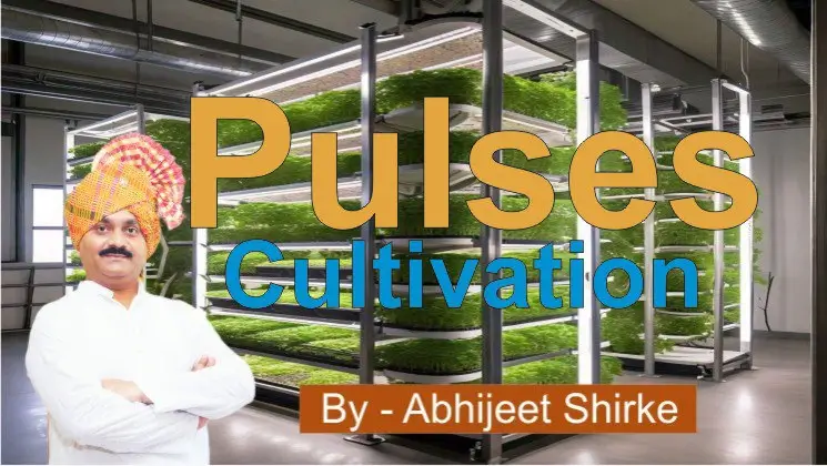 Pulses Cultivation